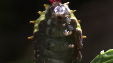 Close up of an Orchard Swallowtail Butterfly Caterpillar eating a leaf