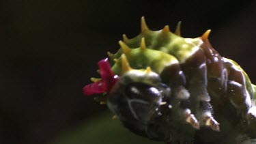 Close up of an Orchard Swallowtail Butterfly Caterpillar eating a leaf