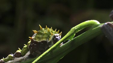 Orchard Swallowtail Butterfly Caterpillar eating a leaf