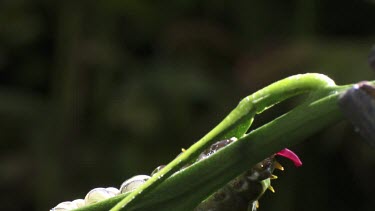 Orchard Swallowtail Butterfly Caterpillar eating a leaf