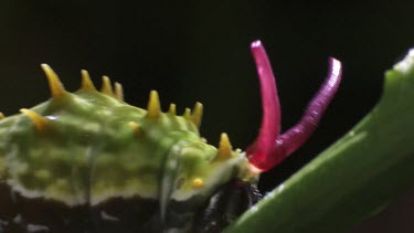 Orchard Swallowtail Butterfly Caterpillar eating a leaf