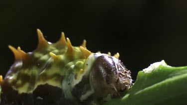 Orchard Swallowtail Butterfly Caterpillar eating a leaf