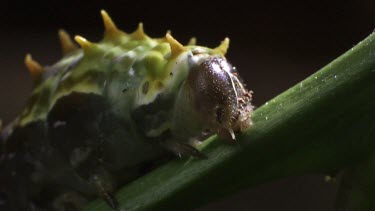 Orchard Swallowtail Butterfly Caterpillar eating a leaf