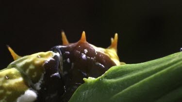 Orchard Swallowtail Butterfly Caterpillar eating a leaf