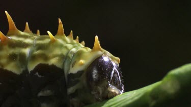 Orchard Swallowtail Butterfly Caterpillar eating a leaf