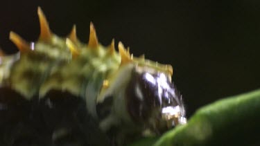 Orchard Swallowtail Butterfly Caterpillar eating a leaf