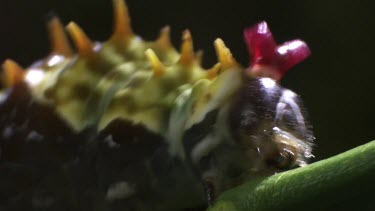 Orchard Swallowtail Butterfly Caterpillar eating a leaf