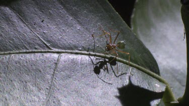 Weaver Ant and an Orchard Swallowtail Butterfly Caterpillar on a plant