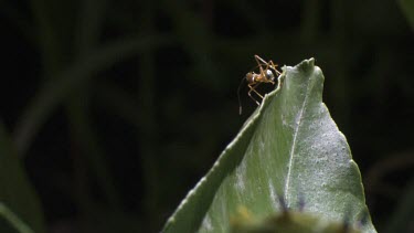 Weaver Ant crawling on a leaf