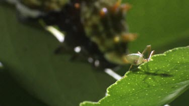 Weaver Ant and Orchard Swallowtail Butterfly Caterpillar on a plant