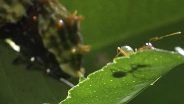 Weaver Ant and Orchard Swallowtail Butterfly Caterpillar on a plant