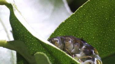 Orchard Swallowtail Butterfly Caterpillar eating a green leaf