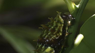 Orchard Swallowtail Butterfly Caterpillar eating a green leaf