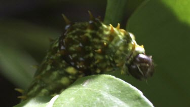 Orchard Swallowtail Butterfly Caterpillar eating a green leaf