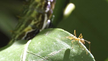 Weaver Ants and an Orchard Swallowtail Butterfly Caterpillar on a plant