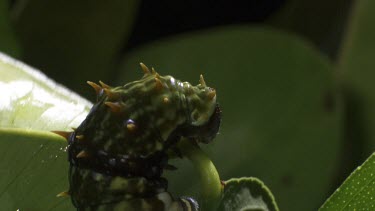 Orchard Swallowtail Butterfly Caterpillar eating a green leaf