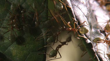 Close up of a Weaver Ant colony on a leaf