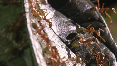 Close up of a Weaver Ant colony on a leaf