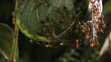 Close up of a Weaver Ant colony on a leaf