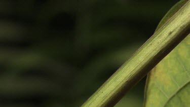 Close up of Weaver Ants crawling on a plant