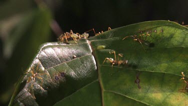 Close up of Weaver Ants crawling on a rotting leaf