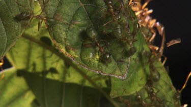 Close up of a Weaver Ant colony crawling on a leaf
