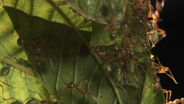 Close up of a Weaver Ant colony crawling on a leaf