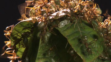 Close up of a Weaver Ant colony crawling on a leaf