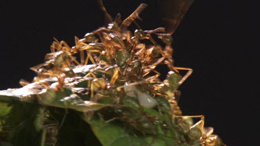 Close up of a Weaver Ant colony crawling on a leaf