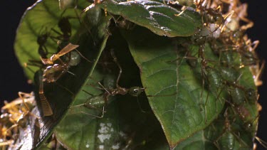 Close up of a Weaver Ant colony crawling on a leaf
