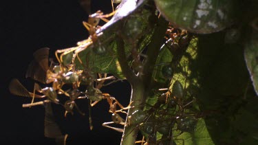 Close up of a Weaver Ant colony crawling on a plant