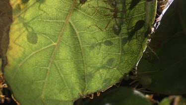 Close up of a Weaver Ant colony crawling on a plant