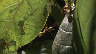 Close up of a Weaver Ant colony crawling on a plant