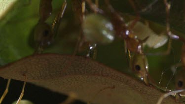 Close up of Weaver Ants transporting larvae inside the nest