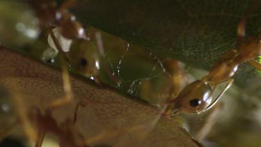 Close up of Weaver Ants transporting larvae inside the nest