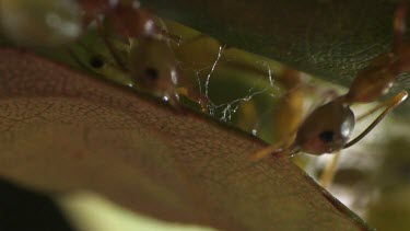 Close up of Weaver Ants transporting larvae inside the nest