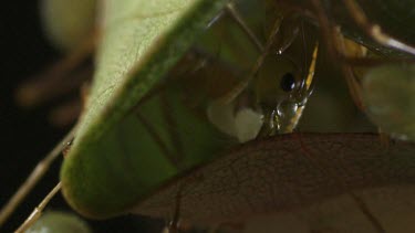 Close up of Weaver Ants transporting larvae inside the nest