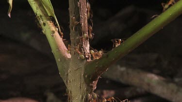 Stem teeming with Weaver Ants transporting larvae