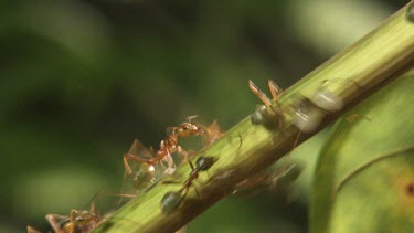 Stem teeming with Weaver Ants transporting larvae