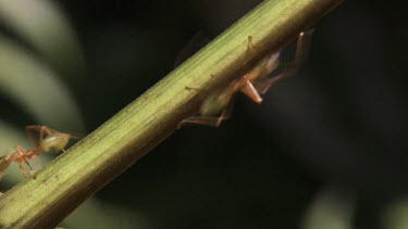 Stem teeming with Weaver Ants transporting larvae