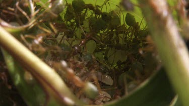 Weaver Ants and larvae in a nest