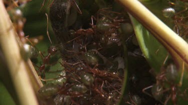 Weaver Ants and larvae in a nest