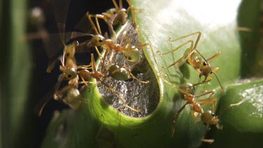 Weaver Ants and larvae in a nest