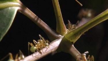 Stem teeming with Weaver Ants transporting larvae