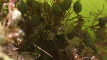 Weaver Ants and larvae in a nest