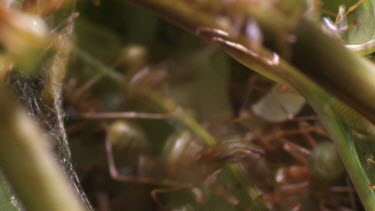 Weaver Ants and larvae in a nest