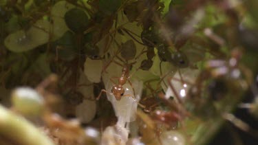 Weaver Ants and larvae in a nest