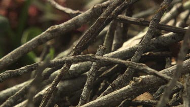 Insect carcass teeming with Weaver Ants