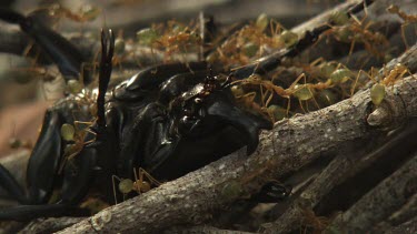 Insect carcass teeming with Weaver Ants