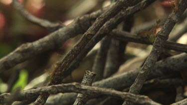 Insect carcass teeming with Weaver Ants